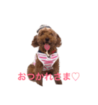 トイプードル＊ミルの日常（個別スタンプ：15）
