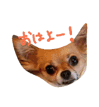 アンジースタンプ（個別スタンプ：1）
