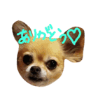 アンジースタンプ（個別スタンプ：3）