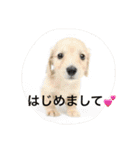 ミニチュアダックス の ほっぷくん。（個別スタンプ：1）