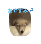 ミニチュアダックス の ほっぷくん。（個別スタンプ：3）