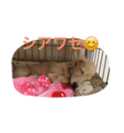 ミニチュアダックス の ほっぷくん。（個別スタンプ：5）