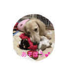 ミニチュアダックス の ほっぷくん。（個別スタンプ：13）