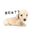 ミニチュアダックス の ほっぷくん。（個別スタンプ：18）