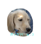 ミニチュアダックス の ほっぷくん。（個別スタンプ：20）