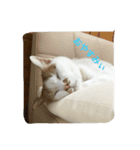 うちのたま（個別スタンプ：1）