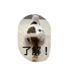 うちのたま（個別スタンプ：2）