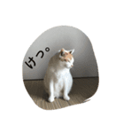 うちのたま（個別スタンプ：4）