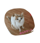 うちのたま（個別スタンプ：6）