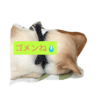 仲良し猫（個別スタンプ：1）
