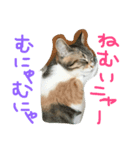 仲良し猫（個別スタンプ：2）