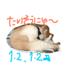 仲良し猫（個別スタンプ：3）