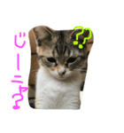 仲良し猫（個別スタンプ：4）