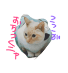 仲良し猫（個別スタンプ：5）