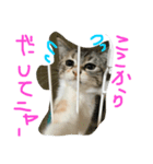 仲良し猫（個別スタンプ：6）
