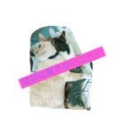 仲良し猫（個別スタンプ：7）