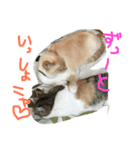 仲良し猫（個別スタンプ：8）