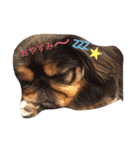 ペキニーズの海翔くん（個別スタンプ：4）
