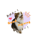 スコのきなこ（個別スタンプ：1）