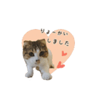 スコのきなこ（個別スタンプ：3）