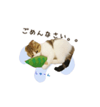 スコのきなこ（個別スタンプ：5）