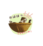 スコのきなこ（個別スタンプ：6）