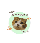 スコのきなこ（個別スタンプ：7）