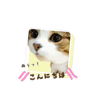 スコのきなこ（個別スタンプ：8）