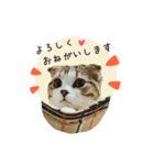 スコのきなこ（個別スタンプ：9）