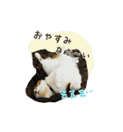 スコのきなこ（個別スタンプ：10）