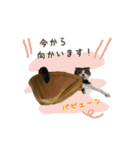 スコのきなこ（個別スタンプ：11）