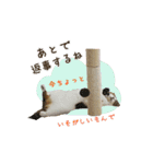 スコのきなこ（個別スタンプ：12）