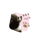 スコのきなこ（個別スタンプ：14）