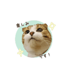 スコのきなこ（個別スタンプ：15）
