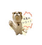 スコのきなこ（個別スタンプ：18）
