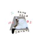 スコのきなこ（個別スタンプ：19）
