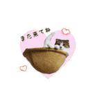 スコのきなこ（個別スタンプ：22）