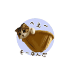 スコのきなこ（個別スタンプ：23）