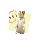 スコのきなこ（個別スタンプ：24）