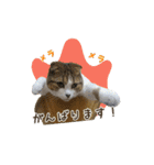 スコのきなこ（個別スタンプ：25）
