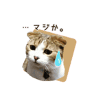 スコのきなこ（個別スタンプ：27）
