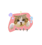 スコのきなこ（個別スタンプ：28）