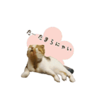 スコのきなこ（個別スタンプ：29）