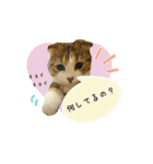 スコのきなこ（個別スタンプ：31）