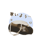 スコのきなこ（個別スタンプ：35）