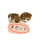 スコのきなこ（個別スタンプ：37）
