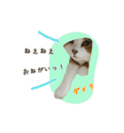 スコのきなこ（個別スタンプ：39）