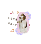 スコのきなこ（個別スタンプ：40）