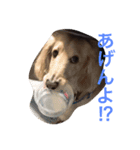 オオイシと愉快な仲間たち（個別スタンプ：1）