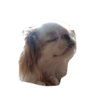 まゆげ犬 ポンス（個別スタンプ：1）